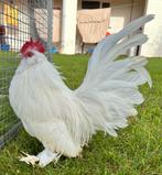 Ukkelse baardkrielen, Plusieurs animaux, Poule ou poulet