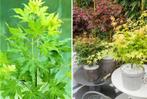 Prachtige 4-Delige Set Japanse Bonsaiboompjes.. Winterhard.!, Huis en Inrichting, Kamerplanten, Verzenden, Bonsai, Halfschaduw