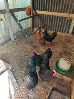 Australorp hennen (4)