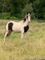 Jonge paarden te koop, Dieren en Toebehoren, Paarden, Merrie, Onbeleerd, 160 tot 165 cm, Gechipt