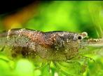 Mini japonica - caridina parvidentata, Kreeft, Krab of Garnaal