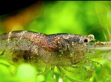 Mini japonica - caridina parvidentata beschikbaar voor biedingen