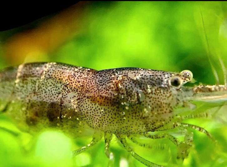 Mini japonica - caridina parvidentata, Dieren en Toebehoren, Vissen | Aquariumvissen, Kreeft, Krab of Garnaal