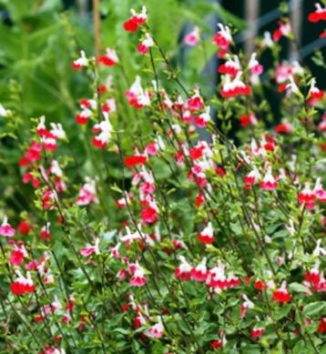 Salvia hotlips beschikbaar voor biedingen