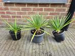 Palmlelie, Yucca, winterhard, Tuin en Terras, Volle zon, Vaste plant, Zomer, Ophalen