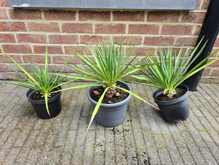 Palmlelie, Yucca, winterhard, Tuin en Terras, Planten | Tuinplanten, Vaste plant, Overige soorten, Volle zon, Zomer, Ophalen
