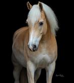 5 jarige Haflinger ruin te koop, Dieren en Toebehoren, Paarden, Minder dan 160 cm, Gechipt, Ruin, Dressuurpaard