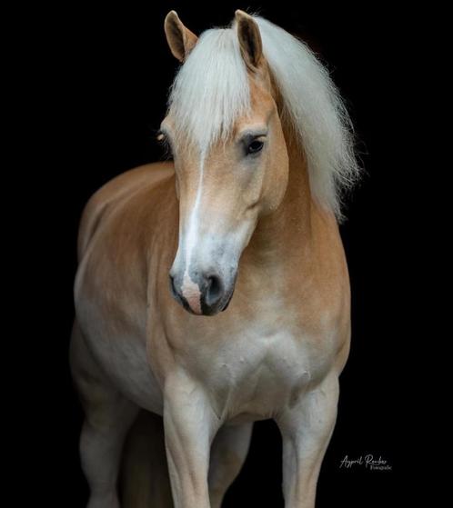 5 jarige Haflinger ruin te koop, Dieren en Toebehoren, Paarden, Ruin, Zadelmak, Minder dan 160 cm, 3 tot 6 jaar, Dressuurpaard