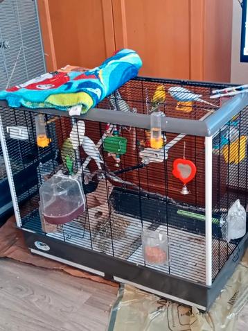 7xgrasparkieten met kooi TE KOOP beschikbaar voor biedingen