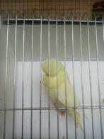 Tt waardige engelse grasparkieten, Dieren en Toebehoren, Meerdere dieren, Parkiet, Geringd