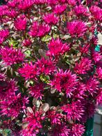 Sedum spot on pink (laatste stuks), Tuin en Terras, Planten | Tuinplanten, Ophalen, Vaste plant