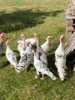 Ronquières kalkoenen, Hermelijnkleur , jonge dieren, Dieren en Toebehoren, Meerdere dieren, Kalkoen