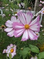 Graines de Picotée « Cosmos bipinnatus » biologiques, Enlèvement ou Envoi