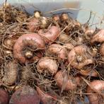 montbreta, Enlèvement