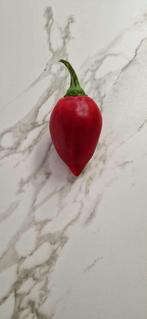Paprika "Lesya", Tuin en Terras, Ophalen of Verzenden, Voorjaar, Halfschaduw, Zaad