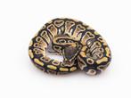 Python Regius - Hurricane het Clown (femelle), Serpent, Domestique, 0 à 2 ans