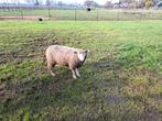 Poll dorset melk schapen GEZOCHT
