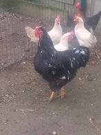 Wyandotte groothoenders, Dieren en Toebehoren, Meerdere dieren, Kip