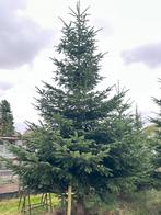 3 grote nordmannen, Tuin en Terras, Planten | Bomen, Ophalen