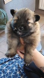 Klein  keeshondjes, Dieren en Toebehoren, België, Particulier, Keeshond, 8 tot 15 weken