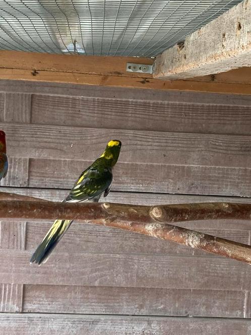 Pennanten en rosella's, Dieren en Toebehoren, Vogels | Parkieten en Papegaaien, Geringd