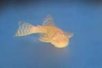 Jonge ancistrussen, Dieren en Toebehoren, Vissen | Aquariumvissen