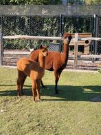 Alpaca merrie met cria hengst donker bruin