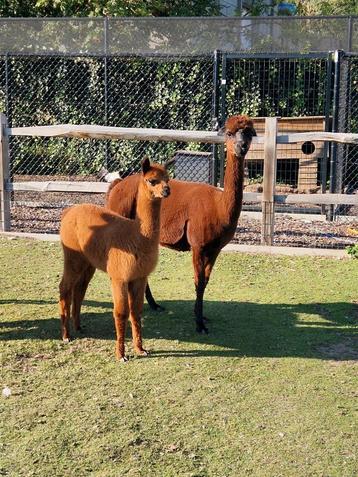 Alpaca merrie met cria hengst donker bruin beschikbaar voor biedingen