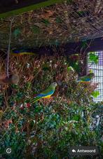 Turquosine, Dieren en Toebehoren, Vogels | Parkieten en Papegaaien, Meerdere dieren