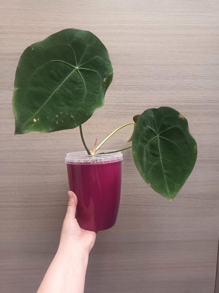 Anthurium forgetii dark, Huis en Inrichting, Kamerplanten, Ophalen of Verzenden