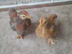 Kippen Haan, Dieren en Toebehoren, Pluimvee, Mannelijk, Kip