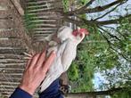 2 gratis jonge leghorn haantjes vuilwit, Dieren en Toebehoren, Pluimvee, Mannelijk, Kip