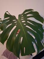 Grote gewortelde monstera stekken te koop of te ruil, Groene kamerplant, Ophalen, Overige soorten, Halfschaduw