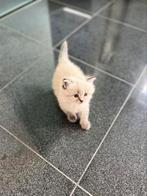 Ragdoll x Neva Masquerade, Dieren en Toebehoren, Kater, Ontwormd