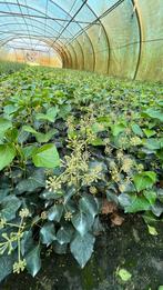 Hedera arborescens Struikklimop in verschillende maten, Ophalen of Verzenden