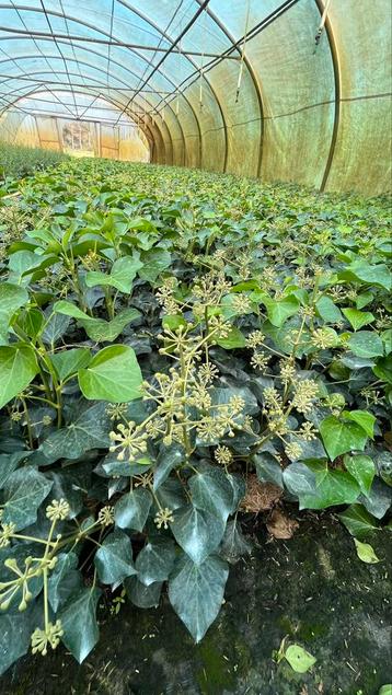 Hedera arborescens Struikklimop in verschillende maten  beschikbaar voor biedingen