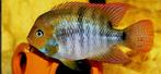 nog 3 Amatitlania sajica cycliden, Animaux & Accessoires, Poissons | Poissons d'aquarium
