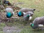 3 Mooie jonge gezonde PAUWEN te koop, prijs voor alledrie!, Dieren en Toebehoren, Vogels | Overige Vogels