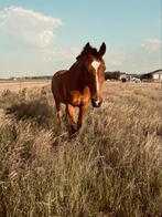 Halve stal gezocht!, Dieren en Toebehoren, Paarden, Springpaard