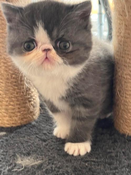 kittens Exotische korthaar, Dieren en Toebehoren, Katten en Kittens | Raskatten | Korthaar, Met stamboom, Gechipt, Ontwormd, Ingeënt