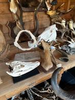 Schedels vis krokodil met cite, Ophalen of Verzenden