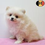 Keesjes - Belgische pups te koop, Dieren en Toebehoren, België, CDV (hondenziekte), 8 tot 15 weken, Meerdere