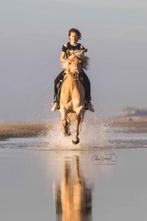 Haflinger, Dieren en Toebehoren, Paarden, Minder dan 160 cm, Ruin, Gechipt, 11 jaar of ouder