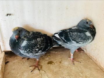 7 jonge uit de kwekers, Plusieurs animaux, Pigeon voyageur