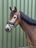 Lieve knappe C pony, Dieren en Toebehoren, Merrie, C pony (1.27m tot 1.37m), Gechipt, 3 tot 6 jaar