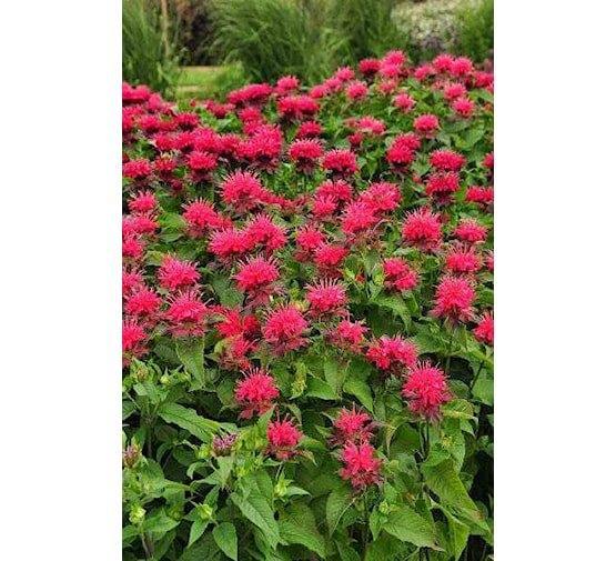 Monarda 'Cambrdge scarle 'of Bergamotplant, Tuin en Terras, Planten | Tuinplanten, Vaste plant, Volle zon, Zomer, Ophalen