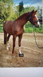 Veelzijdig sportpaard, ruin 8 jaar, Dieren en Toebehoren, Paarden, Gechipt, Ruin, 170 tot 175 cm, 7 tot 10 jaar