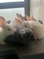 Jonge vleeskonijnen (+ voedster), Dieren en Toebehoren, Konijnen
