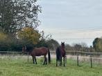 Pony en jaarling, Dieren en Toebehoren, Stalling en Weidegang