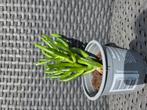Crassula ovata, Huis en Inrichting, Kamerplanten, Ophalen